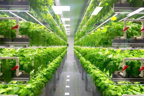 Innovative Techniques and Technologies for Shipping Container Farming