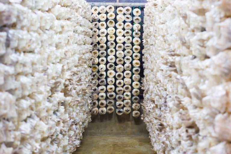 Shipping Container Mushroom Farm Sprouts in Yarra Valley