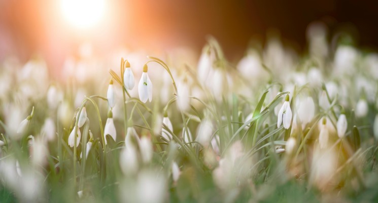 spring flowers