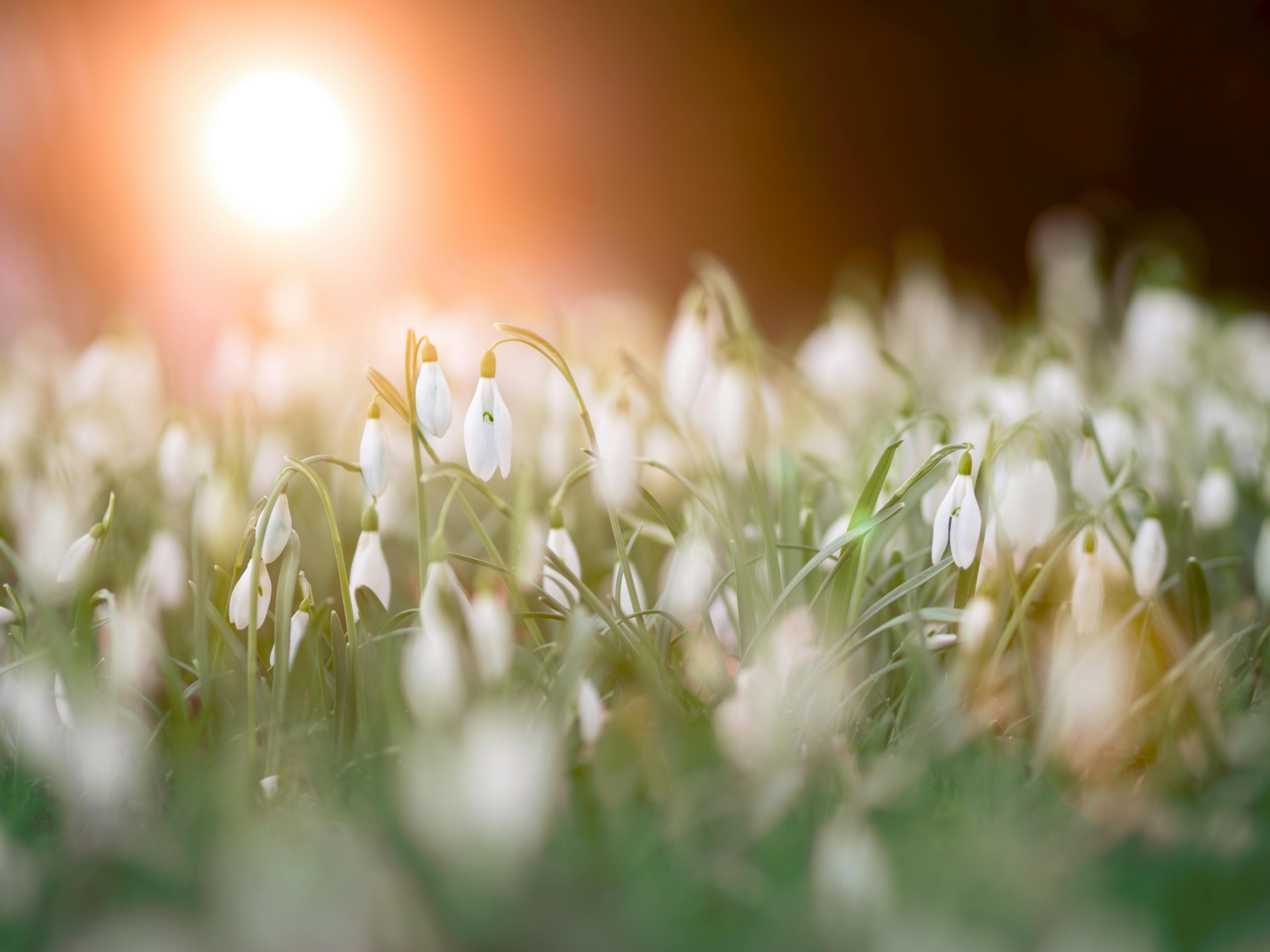 spring flowers